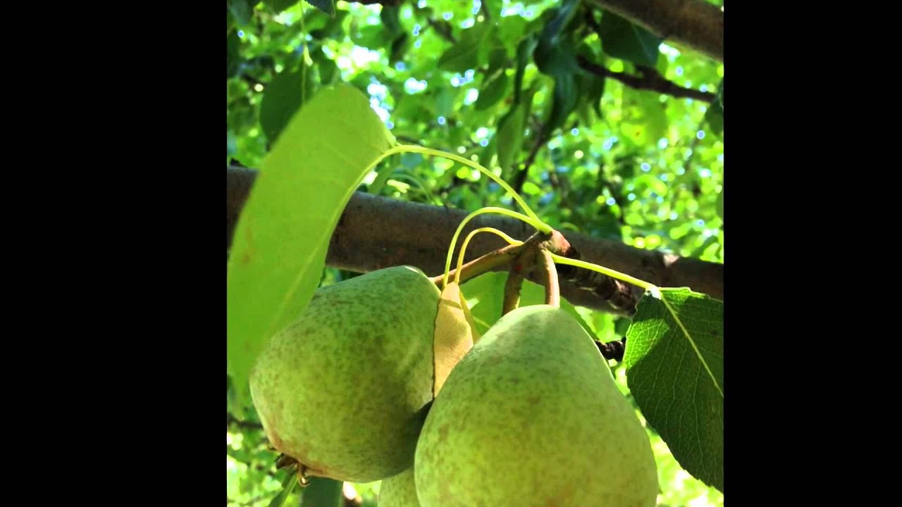 HeritageFruitTreeProjectV2