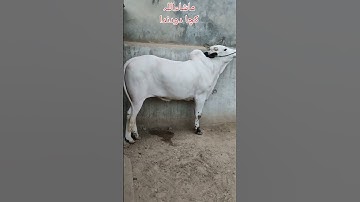 MashaAllah For sale 03355969746♥️#beauty😍 #cow #dhanibulls #gondalmandi #shortvideo #shooq