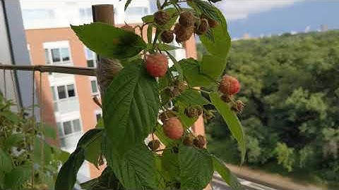 Heritage Red Raspberries in a Pot (Part 5) Almost Ready to Pick!