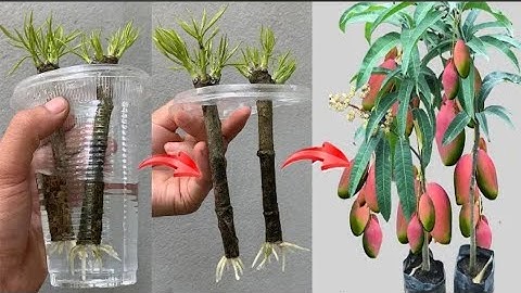 SUPER TECHNIQUE for using aloe vera to propagate mango trees extremely quickly and effectively