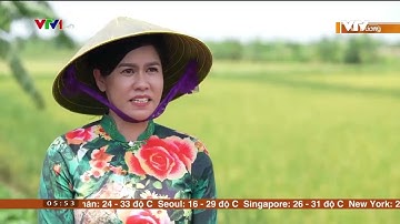 Lễ hội "Lúa ruộng rươi ST25 hữu cơ" Tứ Kỳ - Hải Dương