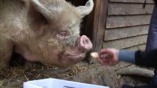 Pigs in the Wood #HUDDERSFIELD PIG SANCTUARY