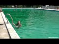 Girl swims fully clothed in public pool.