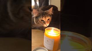 Funny Cats 😹 Episode 76 #Shorts