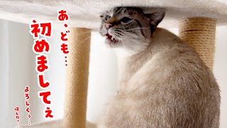 【人見知りしなさすぎる猫】初対面のおじさんにフレーメン反応を見せつける