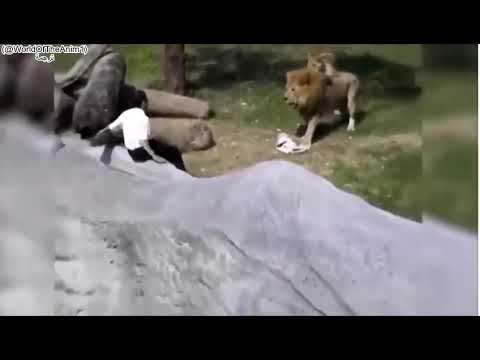 أسد ينجن من رجل سكران يدخل عرينه في حديقة الحيوان ويرفض العودة