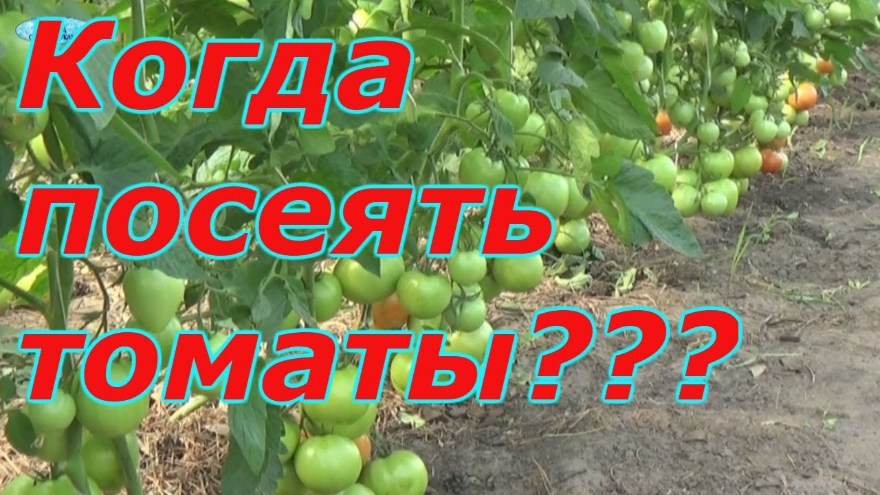 КАК РАССЧИТАТЬ СРОКИ ПОСЕВА ТОМАТОВ(ПОМИДОРОВ)?