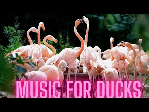 Music For Ducks 