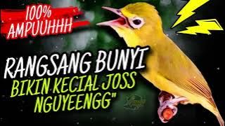 MASTERAN KECIAL KUNING AMPUH TANGSANG BUNYI BIKIN KECIAL JOSS NGUYENG‼️