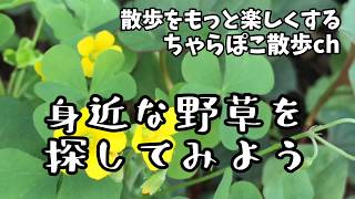 【野草・初心者向け】身近な野草を探してみよう～街中・春の野草（ナレーションあり）