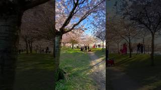 Cherry Blossoms 🌸 en Vancouver, uno de los mejores lugares en el mundo para verlos #cherryblossom