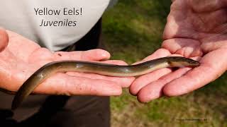 Creature Feature: All About the American Eel with Coastal Action