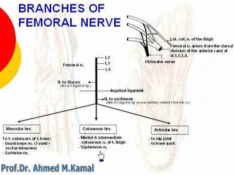 2 Branches of Femoral nerve  (anatomy of thigh)