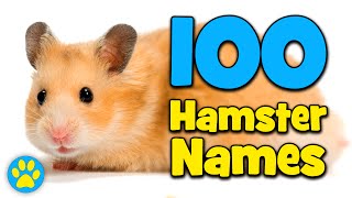 Top List 26 Names For A Hamster 2022: Best Guide