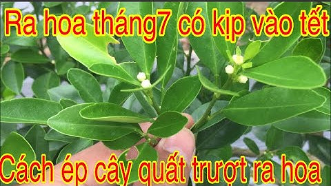 Giải đáp hoa quất tháng 7 có kịp vào tết hay ko.cách ép cây quất ra hoa theo ý muôns