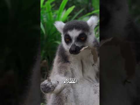 حيوان الليمور وعينيه الواسعتين المدهشتين