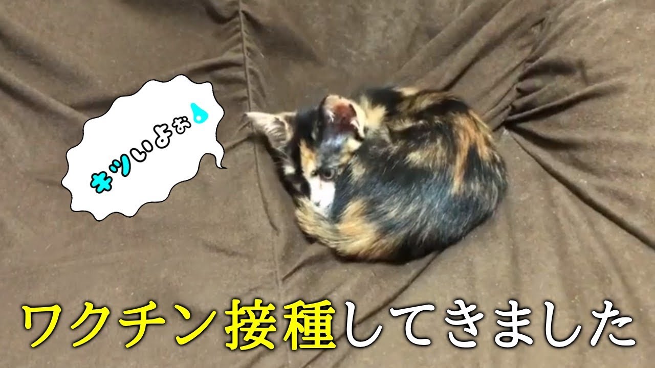 保護猫】5種のワクチン接種！元気ないんです・・・ - News  WACOCA 