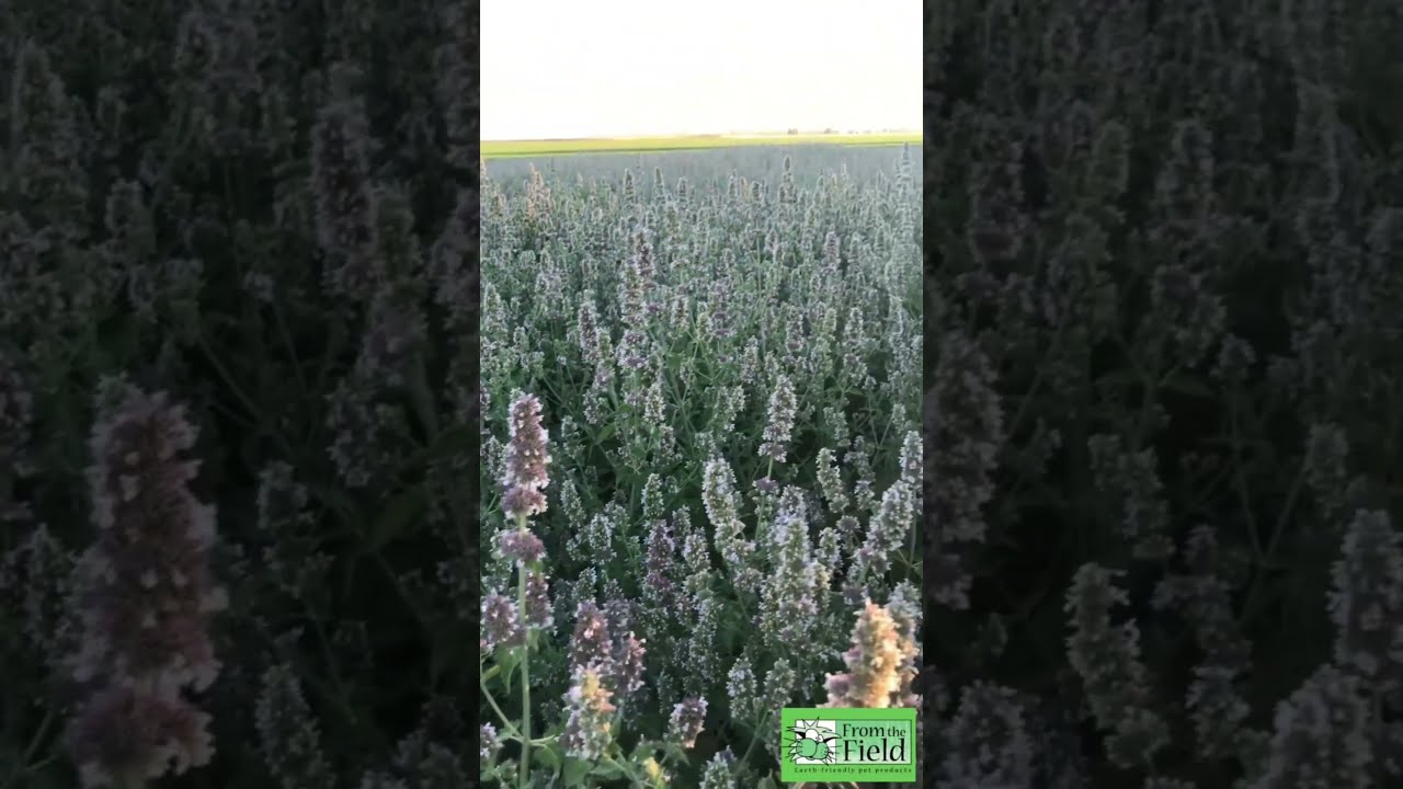 From The Field Great Catnip 2024