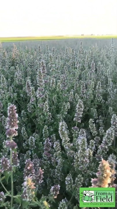 From The Field Great Catnip Field 2024 - YouTube