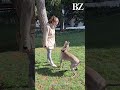 Hofhunde-Training
