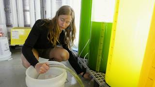 Saving Maine's Oysters
