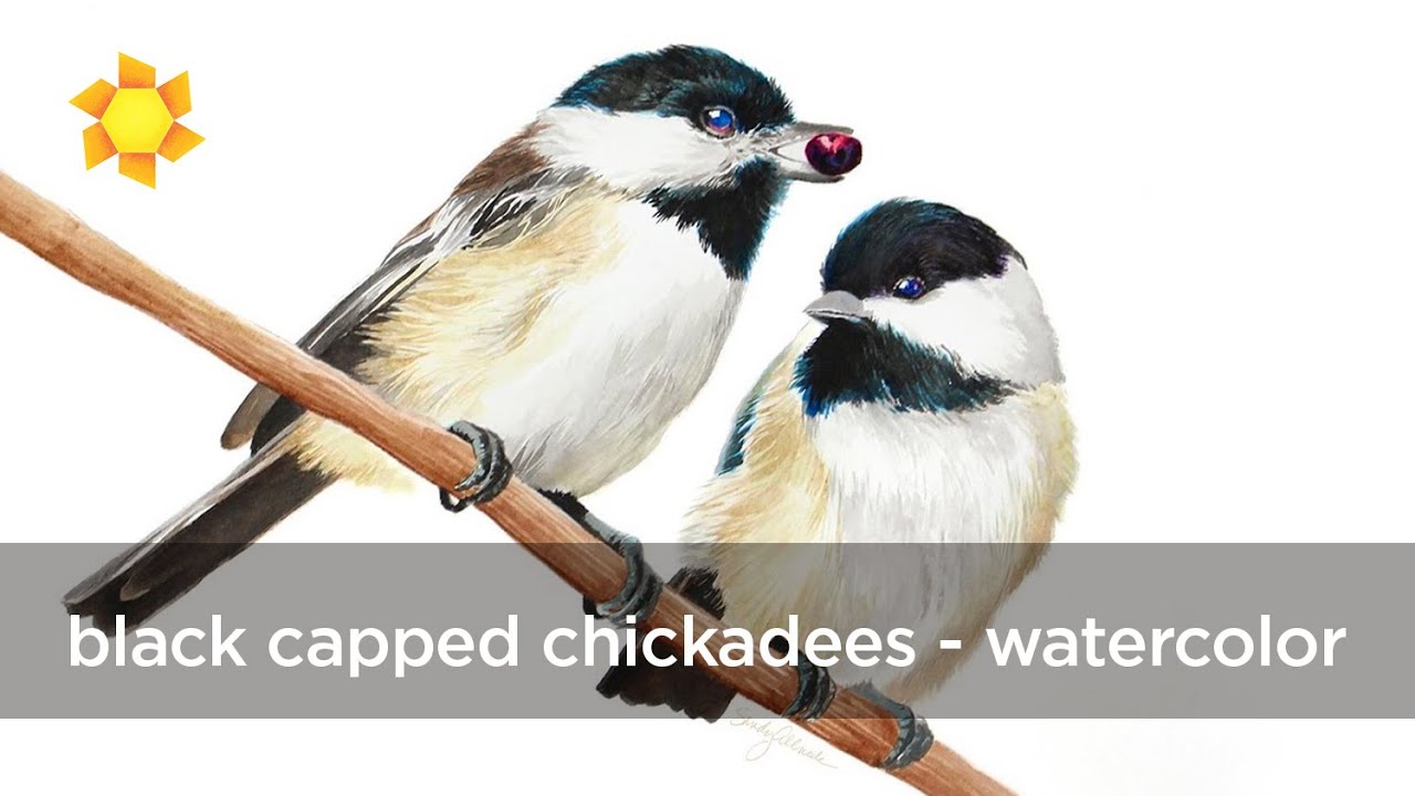 Black Capped Chickadee Watercolor Sandy Allnock