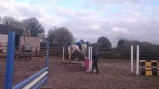 Lexie 16H Grey Mare Show Jumping