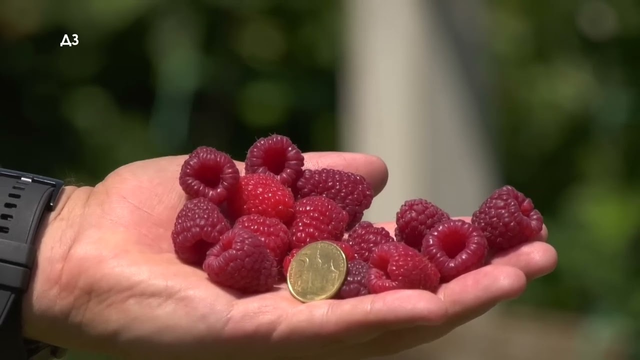 ŠOK 35 tona maline po hektaru i TO U PRVOJ GODINI ! Da li je MOGUĆE   Malina a ne silažni kukuruz!