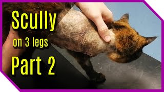 Scully on 3 Legs Part 2 - Bandage is removed