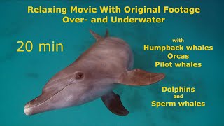 RELAXING 20 Minutes For Sleepy Time With Whales • 20 Minute Bedtime Music With Whales • Music Astron