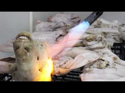 أطيب روس و كرشات على الإطلاق في مطعم أبو الخير