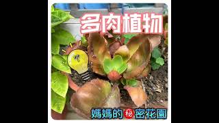 111/11/09-串流視訊媒體課程示範