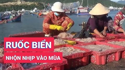 Nhộn nhịp mùa ruốc biển
