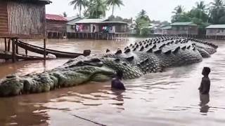 40 Foot Crocodile Seen in the Congo