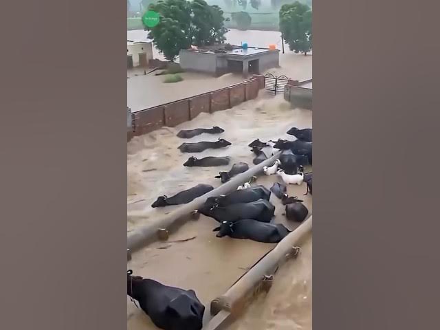 Pray for Punjab. #shorts #news #punjab #floods