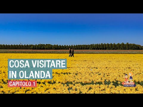 Video: Cosa Vedere In Olanda