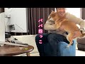 ママがいないといつもは懐かないパパにベッタリ甘えて一切離れなくなる柴犬が可愛い