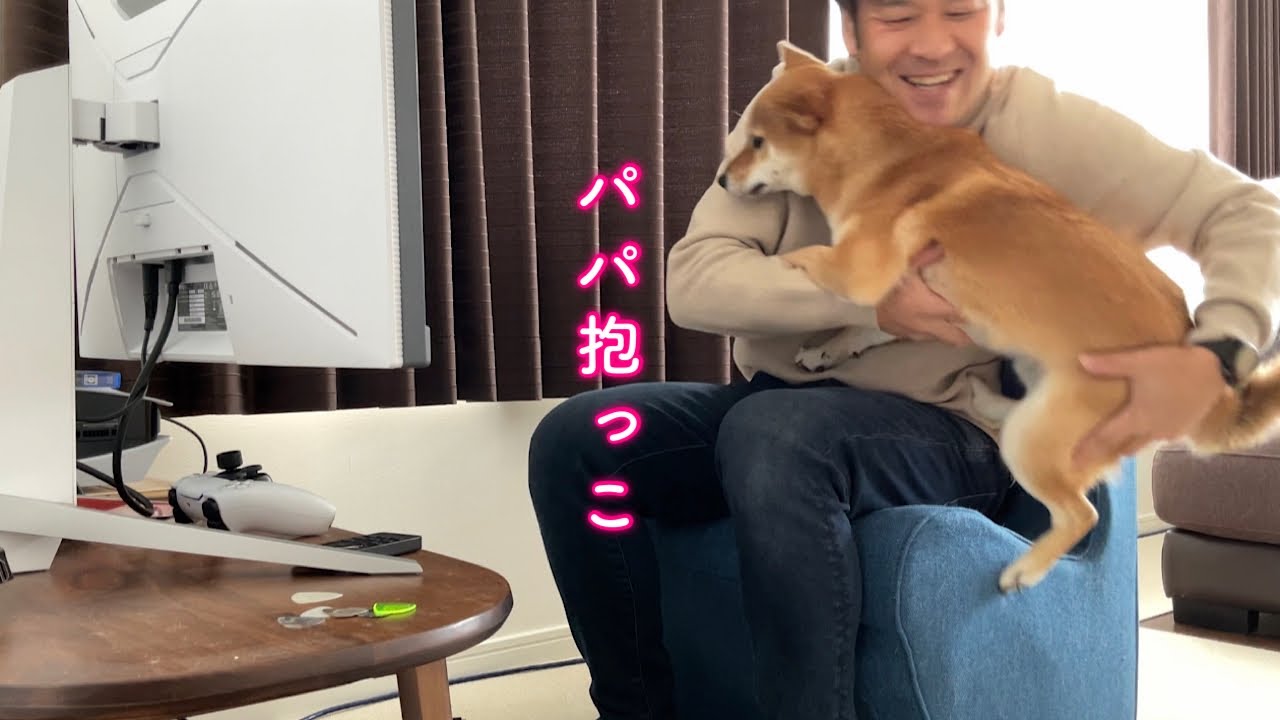 ママがいないといつもは懐かないパパにベッタリ甘えて一切離れなくなる柴犬が可愛い