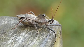 The Wheel Bug Rolls with Style! | Wheel Bugs