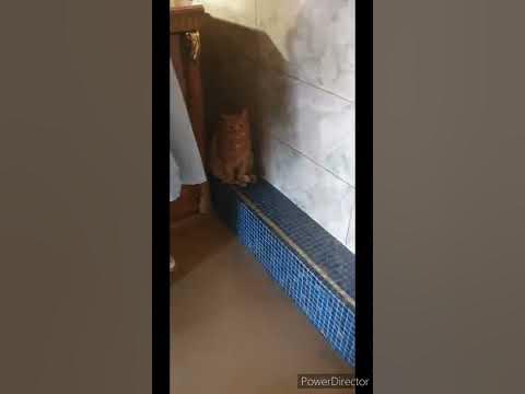 татарские (казанский кот) коты/Tatar cats (Kazan cat) #shorts - YouTube