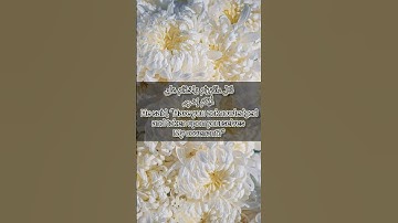 قرآن الكريم سورة آل عمران الآية 80The Holy Quran, Surah Al Imran, Verse 80 #قران_كريم #انقذوا_غزة