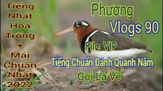 Tiếng Nhát Hoa Trống   Mái Chuẩn Nhất 2022 ( File Đánh Quanh Năm ) Gọi Là Về_Phương vlogs 90