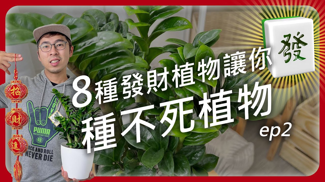 新春企劃新年應景8個殺不死的發財植物 讓你發大財 種不死植物特集ep2 新手種植 植物新手 發財 Youtube