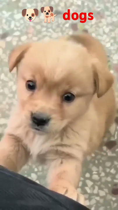 Kutta Tommy videos and photos of the day of the