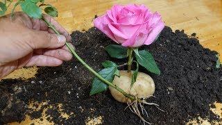 Проращивание роз в картошке. Разоблачение обмана.
