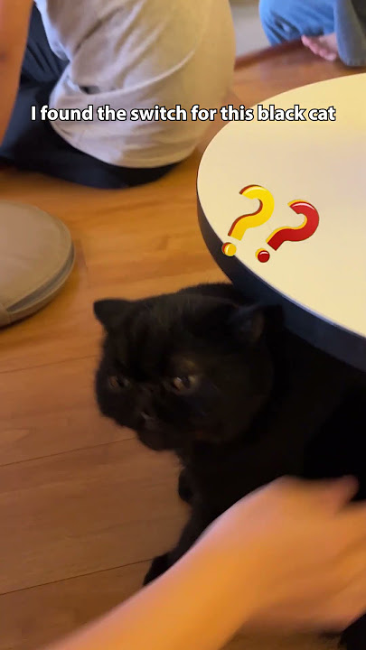 When the Itch Hits Just Right 😹👅 #short #funnycats #cute