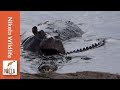 Watch what happens when this hippo gets playful with a crocodile