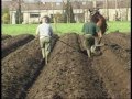 Horse ploughing in sintkatelijnewaver