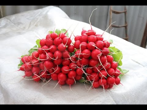 Редис. - YouTube