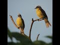 Bird populations across North America continue to decline. Here is how you can help